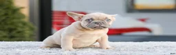 French Bulldog dogs for sale: Digger - Ad 5