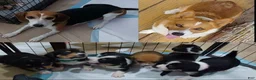 Mixed Breed dogs for sale: Beagie 4 - Ad 2