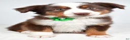 Miniature Australian Shepherd dogs for sale: Malaya - Ad 5