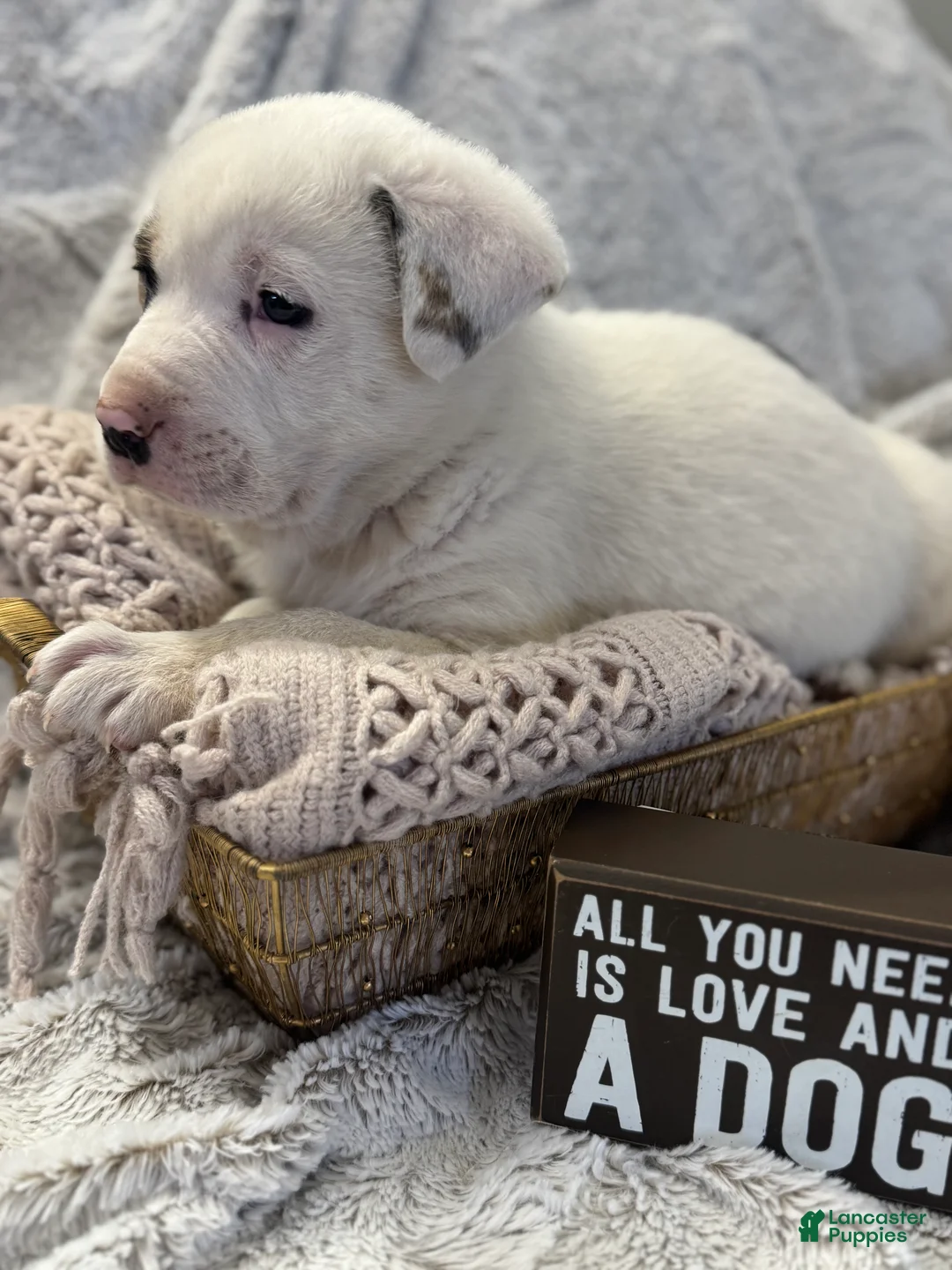 Mixed Breed dogs for sale: Bandit - Ad 5