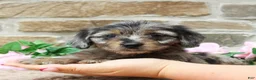 Miniature Dachshund dogs for sale: Paige - Ad 2