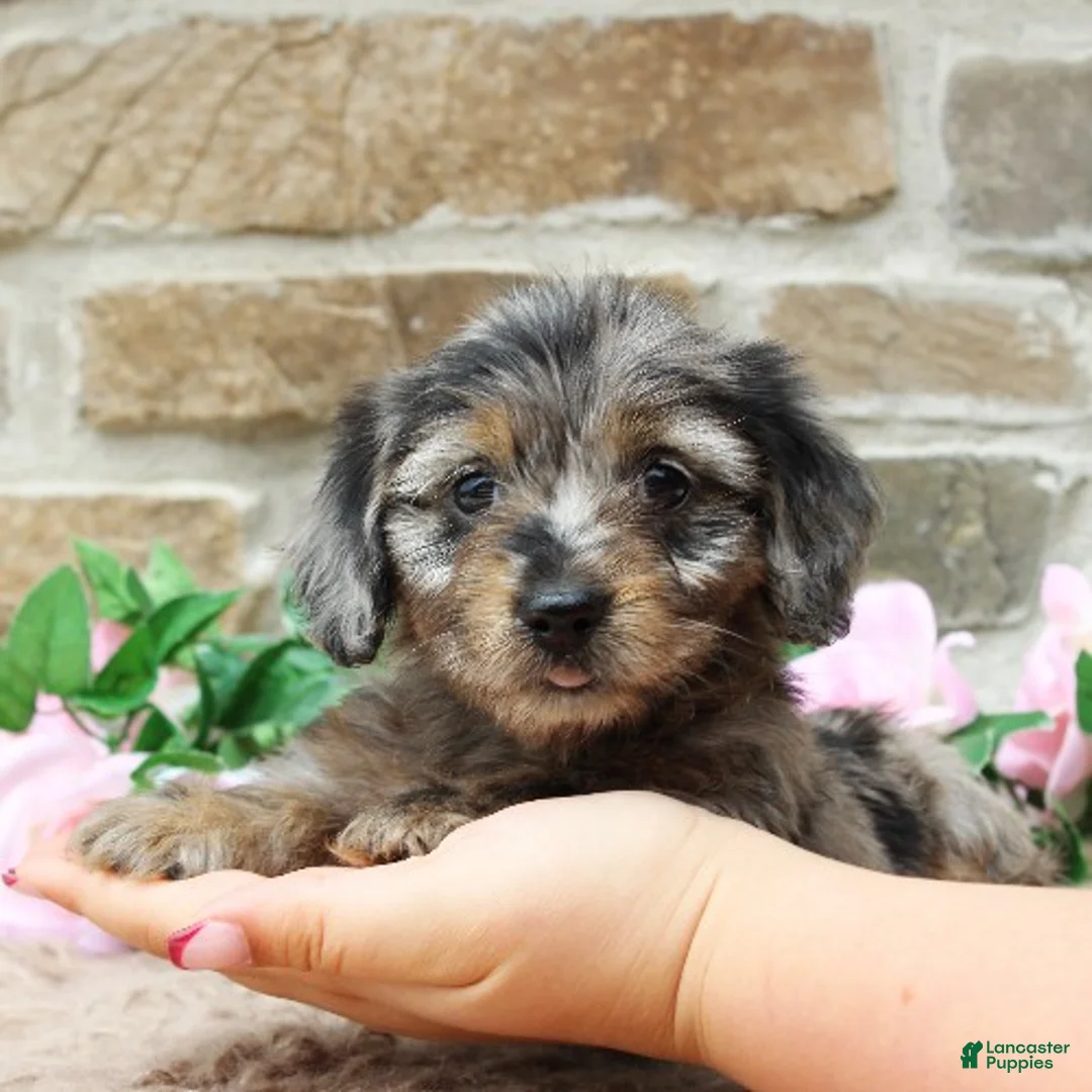 Miniature Dachshund dogs for sale: Paige - Ad 2