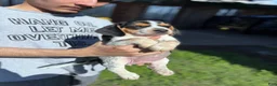 Beagle dogs for sale: Buttercup  - Ad 19
