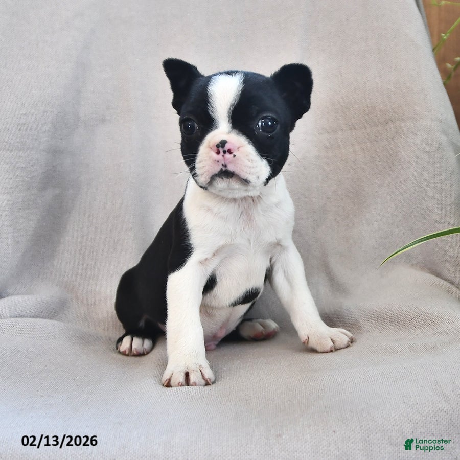 Boston Terrier dogs Pepper - Ad 1