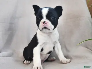 Boston Terrier dogs for sale: Pepper - Ad 1