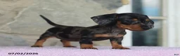 Miniature Dachshund dogs for sale: Carla - Ad 4