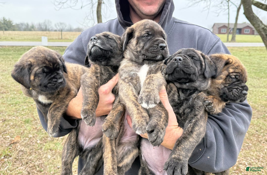 English Mastiff dogs for sale: English Mastiff Puppy “Purple” - Ad 9