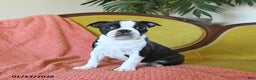 Boston Terrier dogs for sale: Prancer - Ad 1