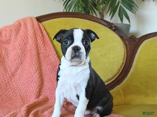 Boston Terrier dogs Prancer - Ad 8