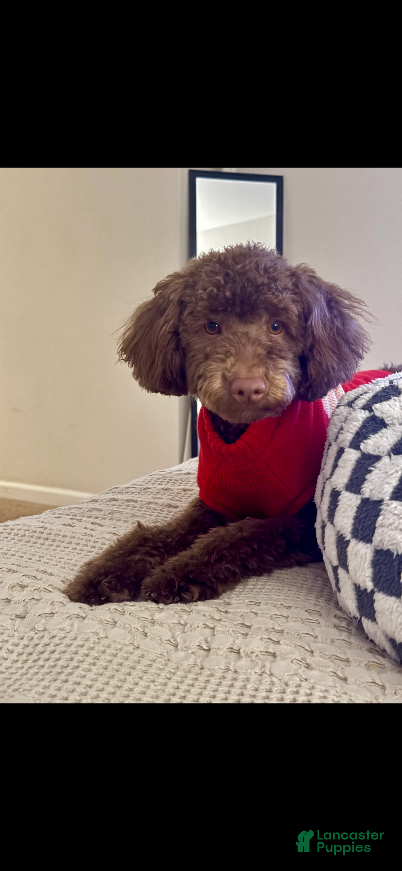 Miniature Poodle dogs Bodie - Ad 13