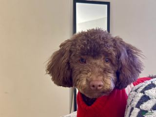 Miniature Poodle dogs Bodie - Ad 17