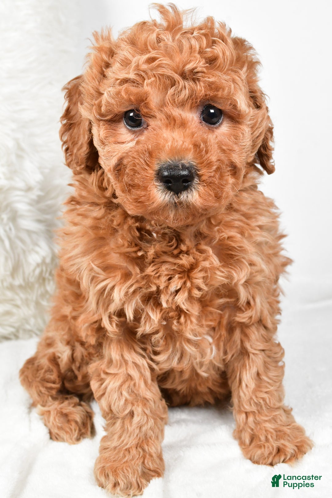 Mini Goldendoodle dogs for sale: Callie - Ad 5