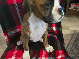 Boxer dogs Diamond - Ad 5