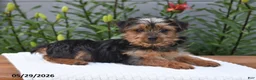 Yorkshire Terrier dogs for sale: Lula - Ad 3