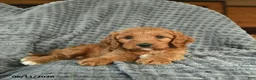 Cavapoo dogs for sale: Maverick - Ad 3