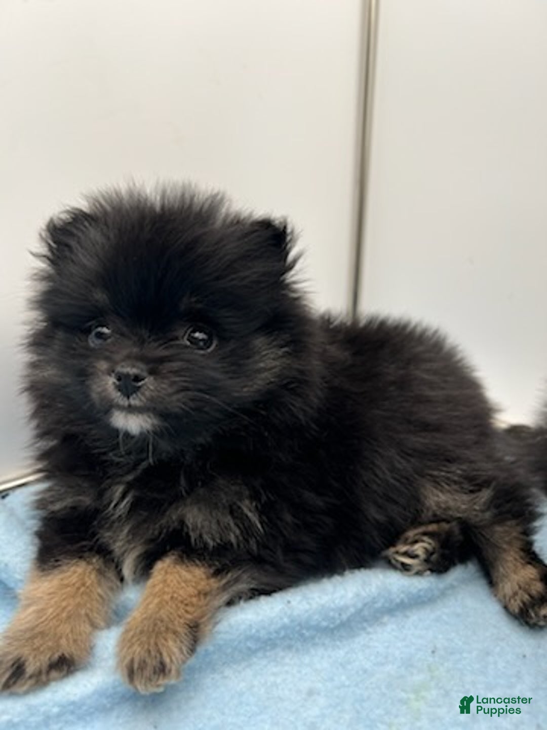 Pomsky dogs for sale: Brisa - Ad 4