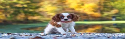 Cavalier King Charles Spaniel dogs for sale: Ariella - Ad 5