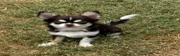 Chihuahua dogs for sale: Husky  - Ad 6