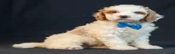 Mini Goldendoodle dogs for sale: Maverick - Ad 4
