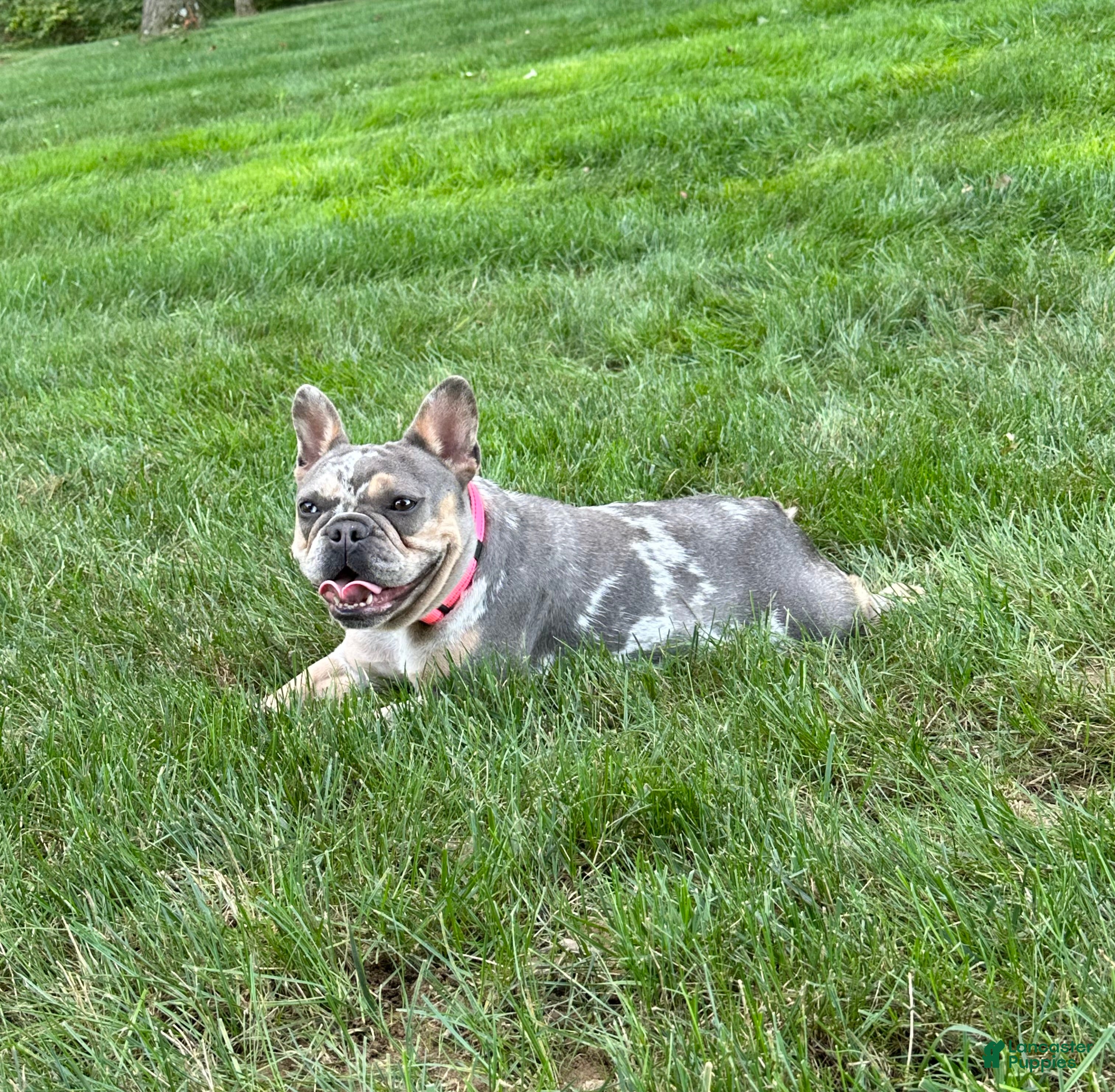 French Bulldog dogs Clover - Ad 1