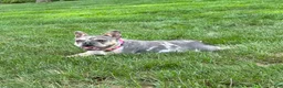 French Bulldog dogs for sale: Clover - Ad 1