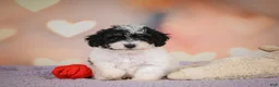 Maltipoo dogs for sale: Archie - Ad 9
