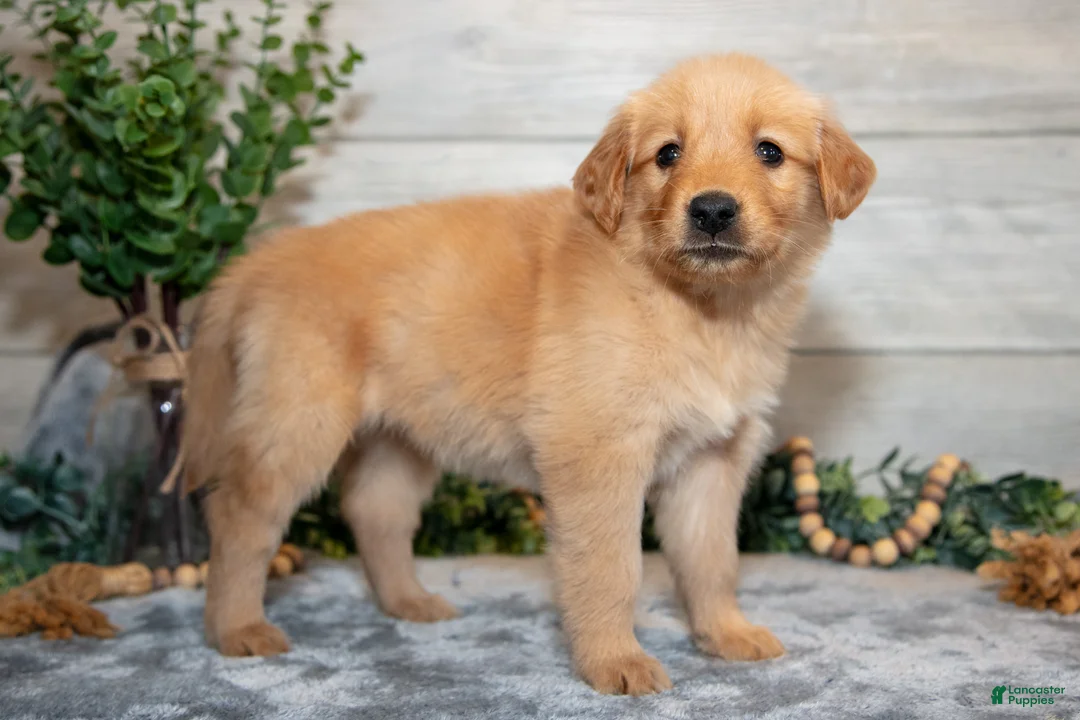 Golden Retriever dogs for sale: Roxie - Ad 3