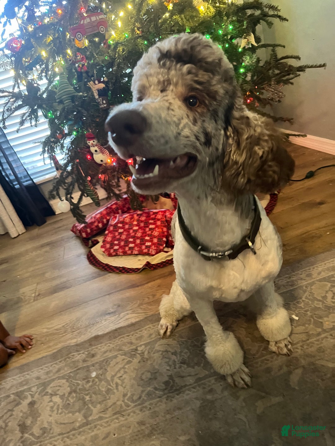 Goldendoodle dogs for sale: Goldendoodle Puppy 3 - Ad 8