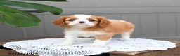Cavalier King Charles Spaniel dogs for sale: Bailey - Ad 4