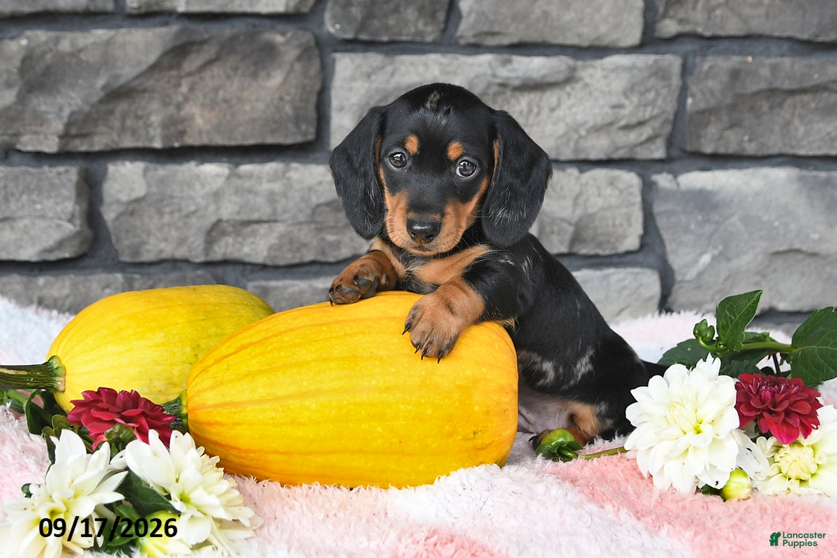 Miniature Dachshund dogs Fido - Ad 1