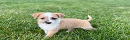 Mixed Breed dogs for sale: Italian greyhound/Havanese Cory  - Ad 10