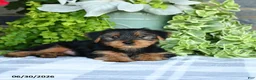 Yorkshire Terrier dogs for sale: Fred - Ad 3