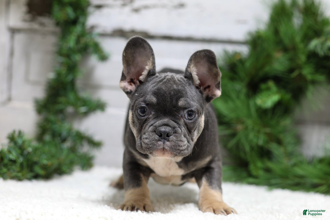 French Bulldog dogs for sale: Jasper - Ad 5