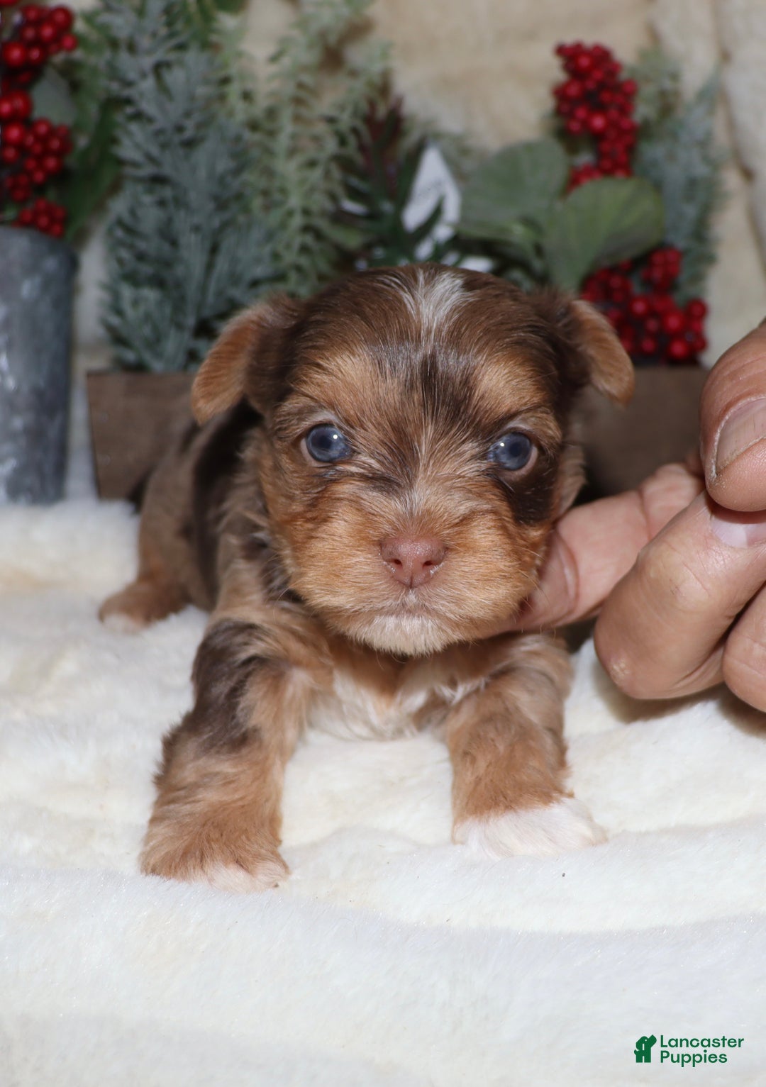 Yorkshire Terrier dogs for sale: Elvis - chocolate merle - Ad 1