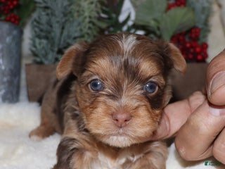 Yorkshire Terrier dogs Elvis - chocolate merle - Ad 28