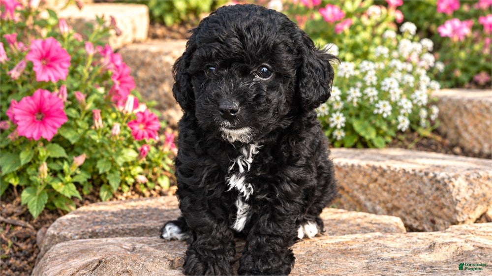 Miniature Poodle dogs Miniature Poodle 1 - Ad 2
