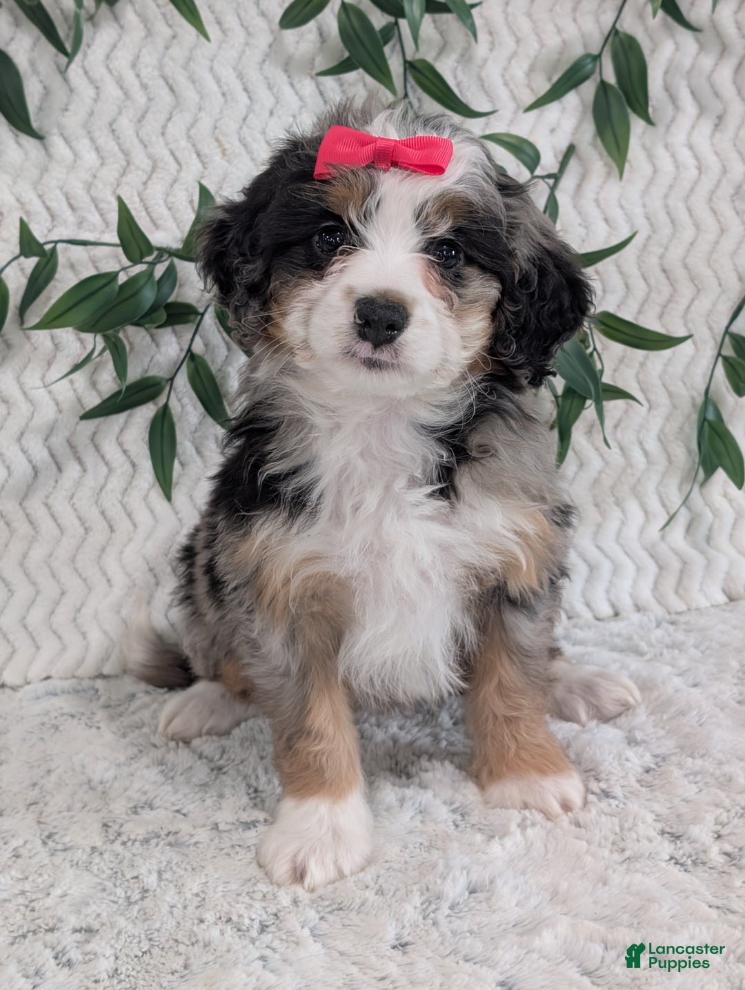 Mini Bernedoodle dogs for sale: Mini Pearl  - Ad 5