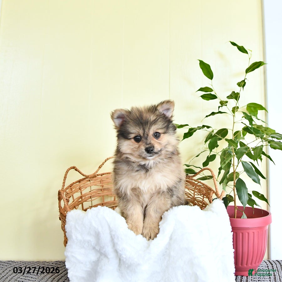 Pomeranian dogs Conner - Ad 1