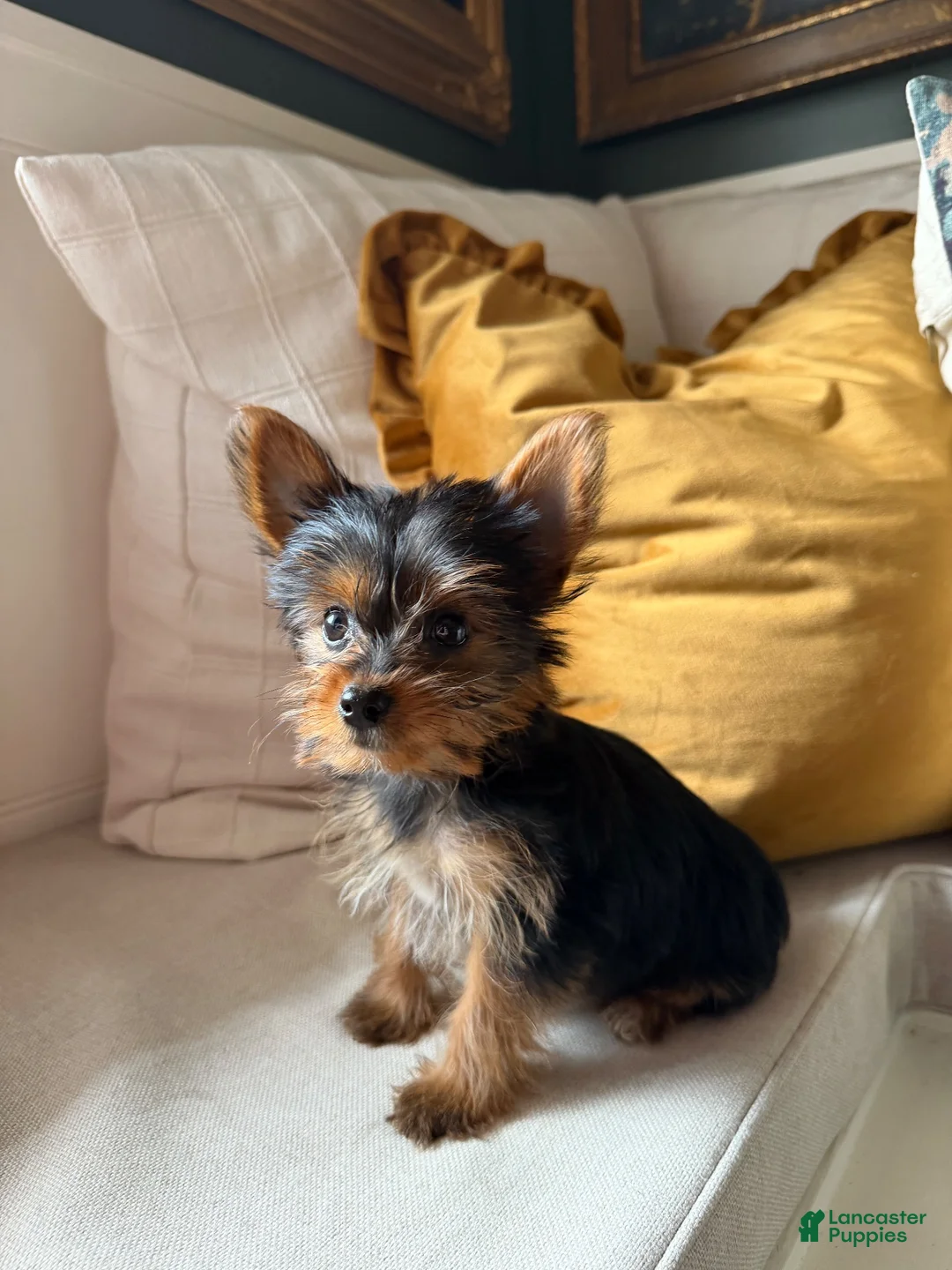Yorkshire Terrier dogs for sale: Toy Yorkshire Terrier - Ad 2