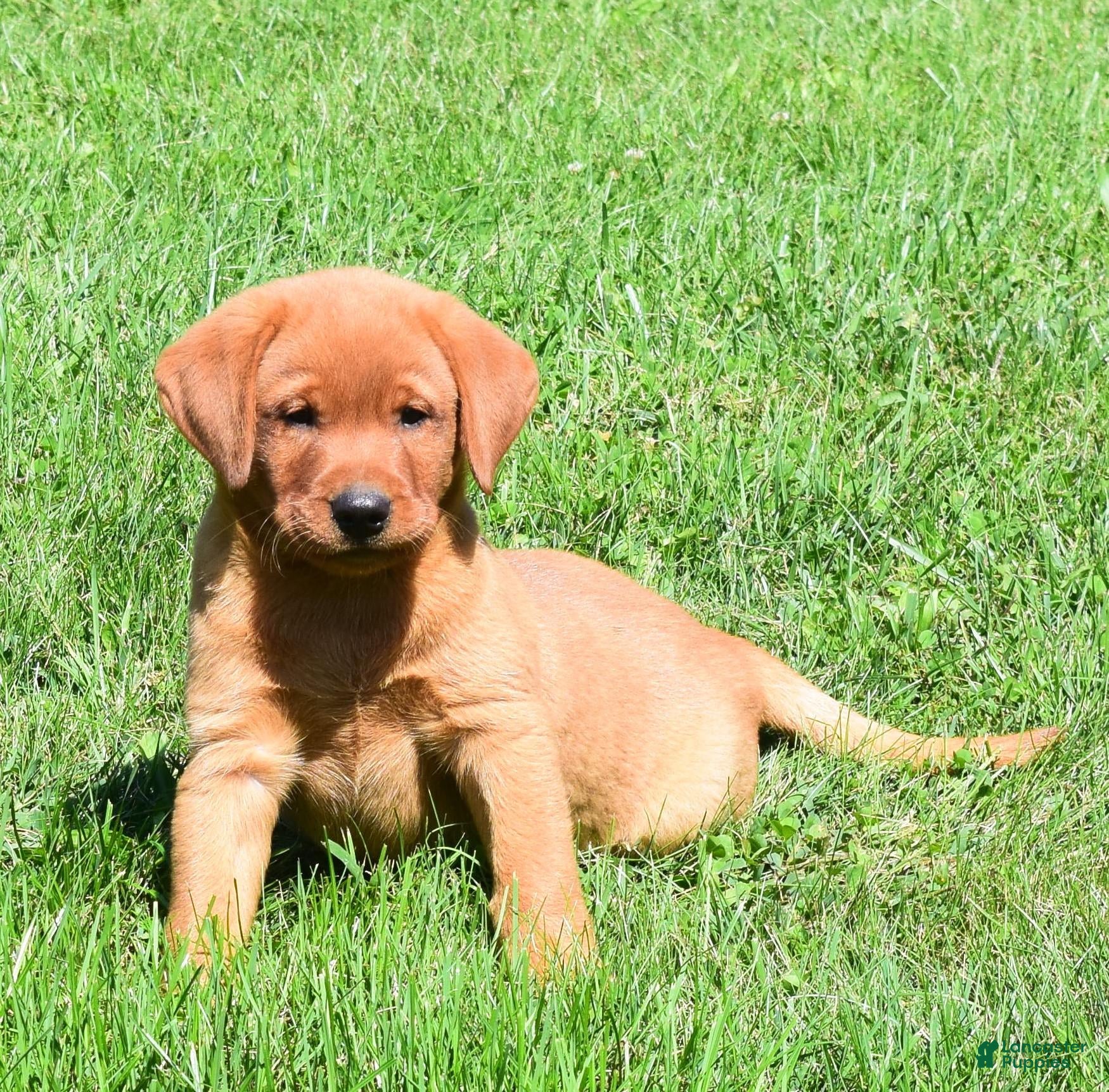 Labrador Retriever dogs Bronze - Ad 2