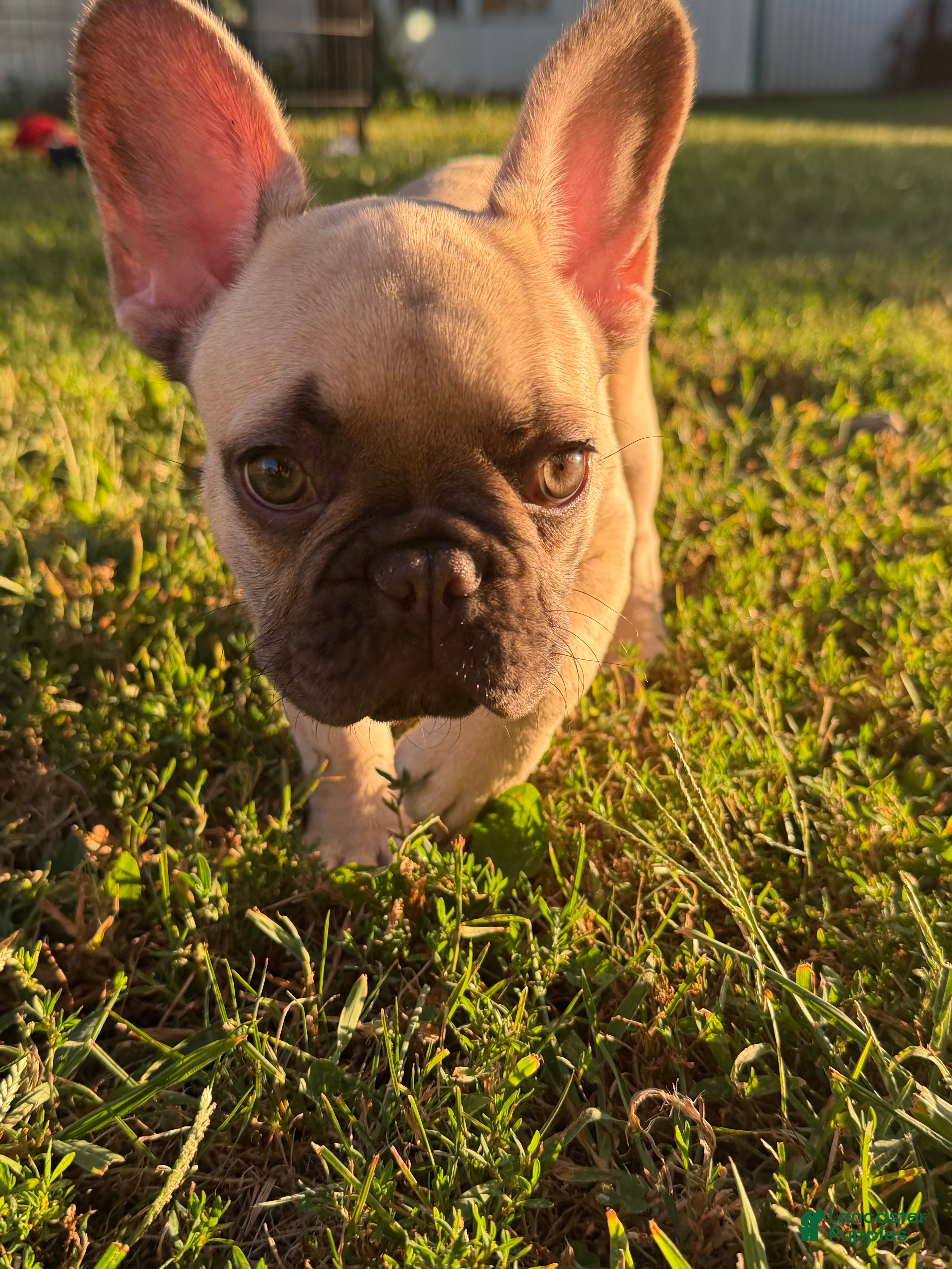 French Bulldog dogs French Bulldog 2 - Ad 1