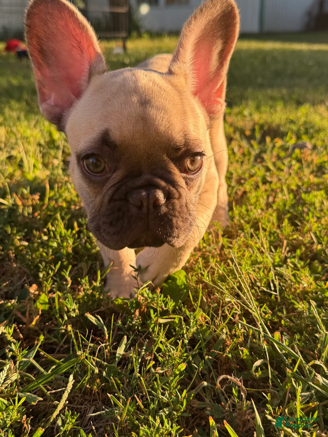 French Bulldog dogs for sale: French Bulldog 2 - Ad 1