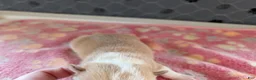 Chihuahua dogs for sale: Freddie - Ad 2
