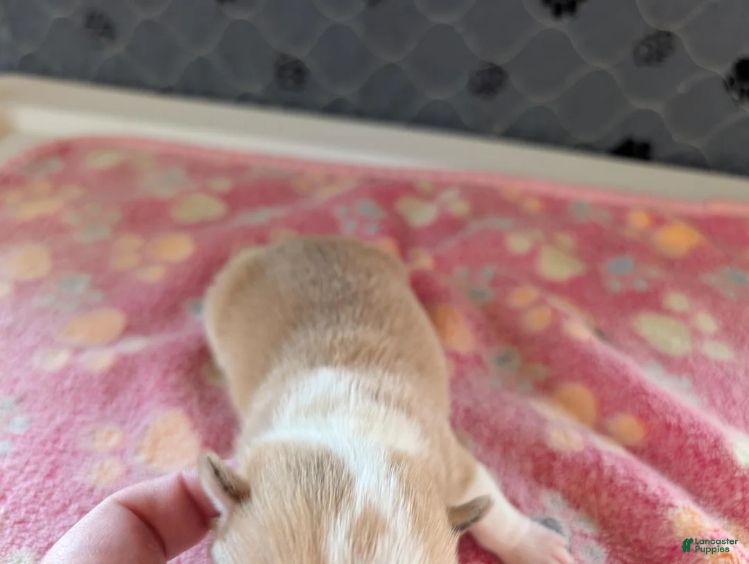 Chihuahua dogs for sale: Freddie - Ad 2