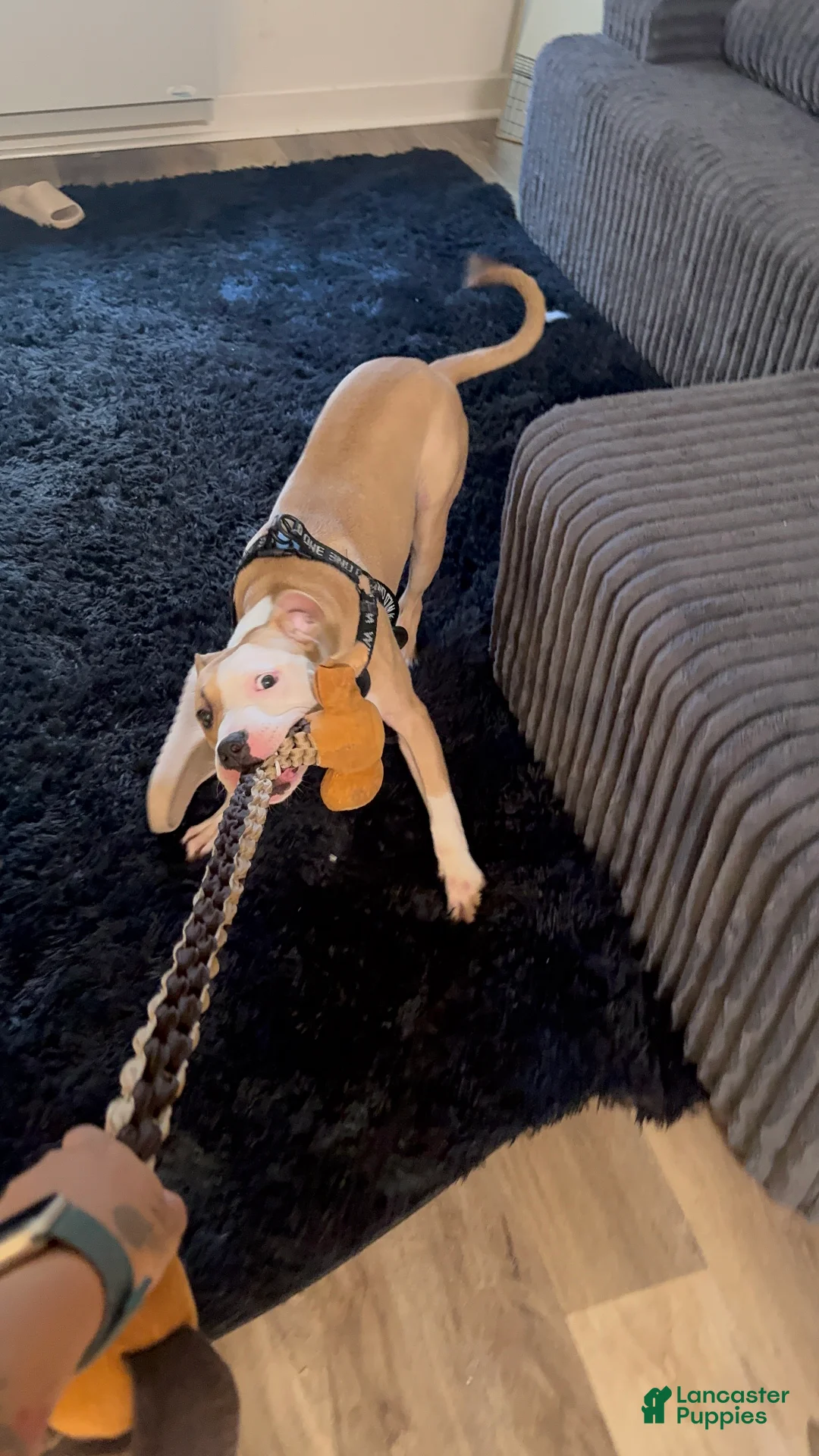 American Pit Bull Terrier dogs for sale: American Pit Bull Terrier  - Ad 2