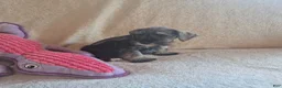 Miniature Schnauzer dogs for sale: Molly - Ad 8