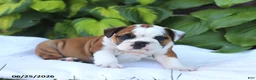 English Bulldog dogs for sale: Rob - Ad 4