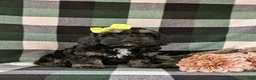 Cockapoo dogs for sale: Laureen - Ad 3