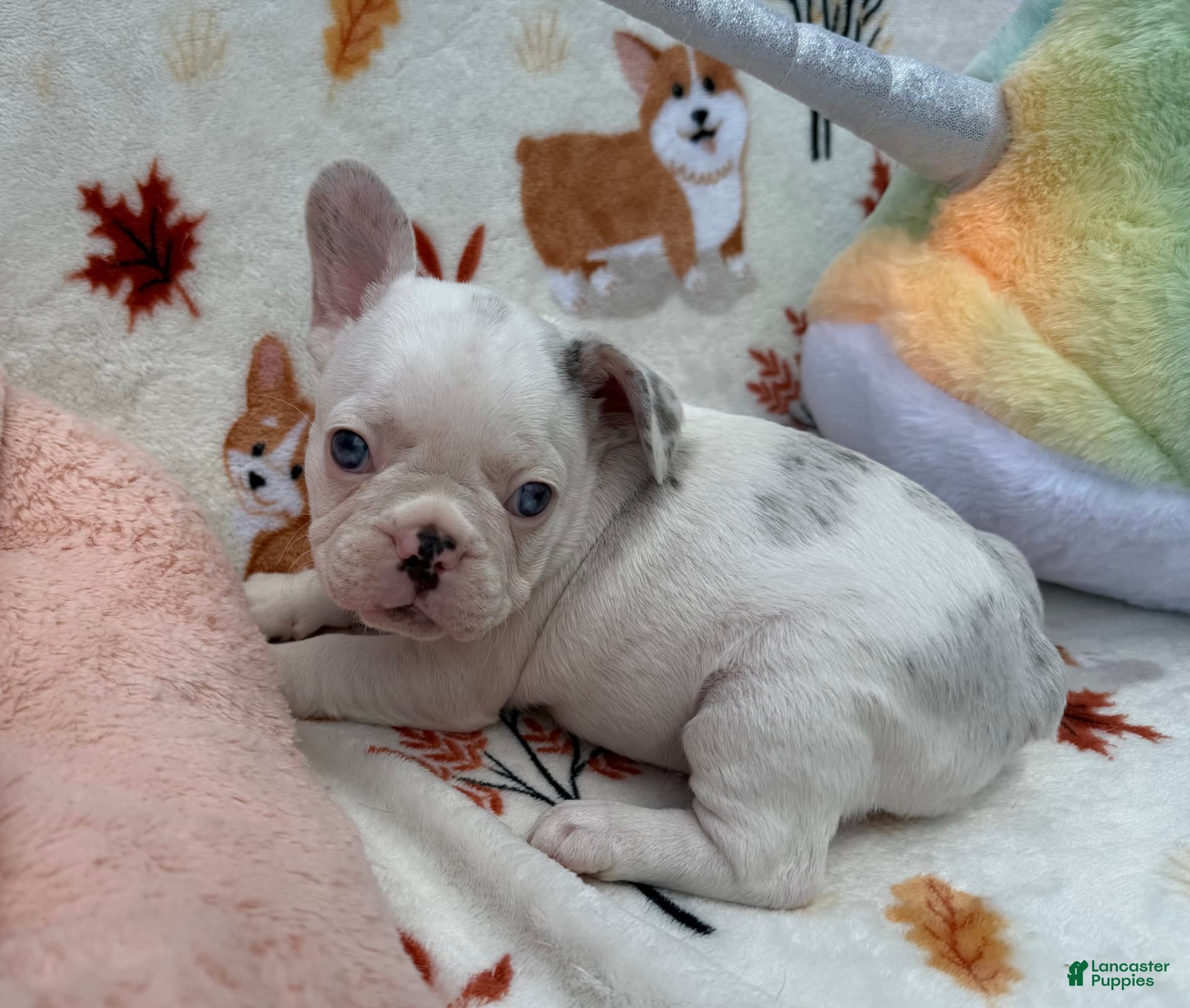 Blue Pied French Grey White French Bulldog Blue Eyes Blue Fawn