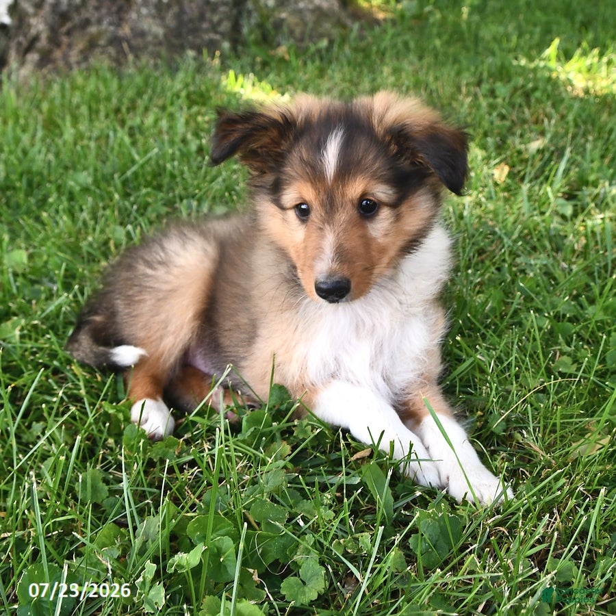 Shetland Sheepdog dogs Mickey - Ad 1